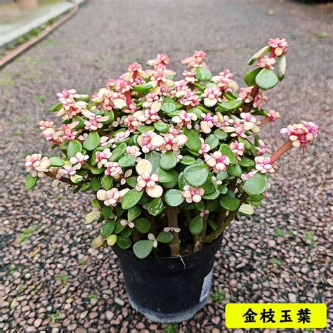 馬齒莧盆栽|盆栽金枝玉葉（馬齒莧樹）的養護